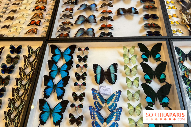 Deyrolle, l'incroyable cabinet de curiosités à Paris - nos photos