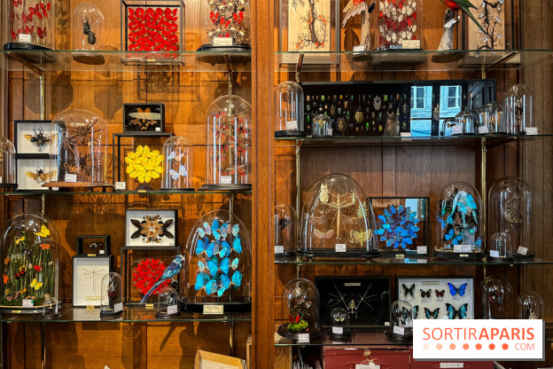 Deyrolle, l'incroyable cabinet de curiosités à Paris - nos photos