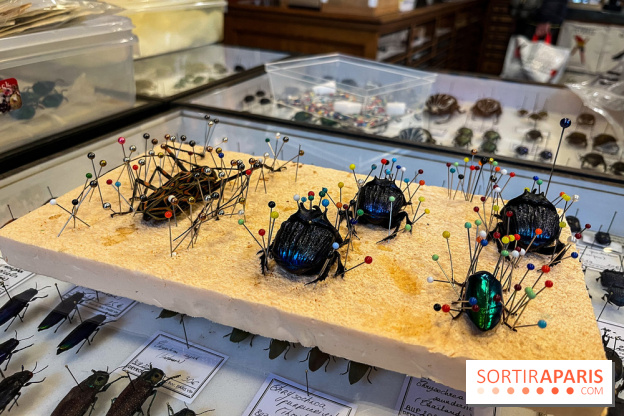 Deyrolle, l'incroyable cabinet de curiosités à Paris - nos photos