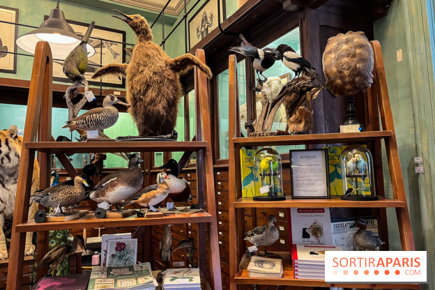 Deyrolle, l'incroyable cabinet de curiosités à Paris - nos photos