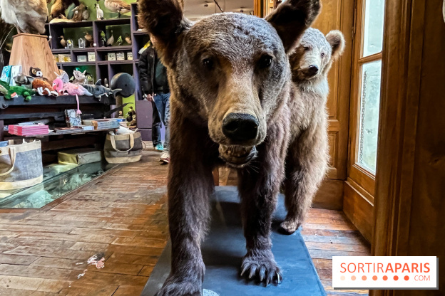 Deyrolle, l'incroyable cabinet de curiosités à Paris - nos photos