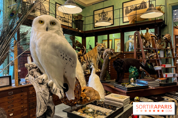 Deyrolle, l'incroyable cabinet de curiosités à Paris - nos photos - image00012