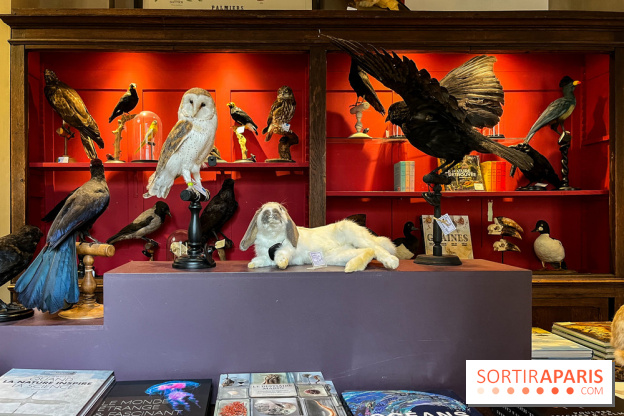 Deyrolle, l'incroyable cabinet de curiosités à Paris - nos photos