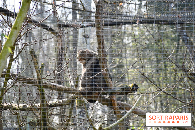 Lumigny Safari Reserve - nos photos - image00050