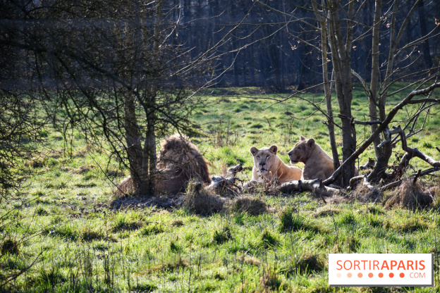 Lumigny Safari Reserve - nos photos - image00047