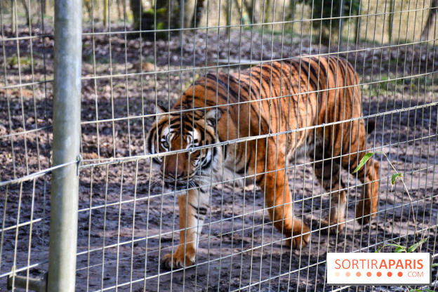 Lumigny Safari Reserve - nos photos - image00045