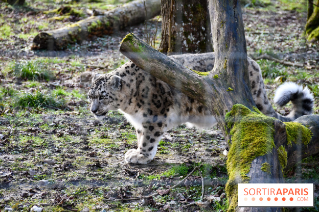 Lumigny Safari Reserve - nos photos - image00039