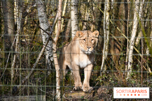 Lumigny Safari Reserve - nos photos - image00022