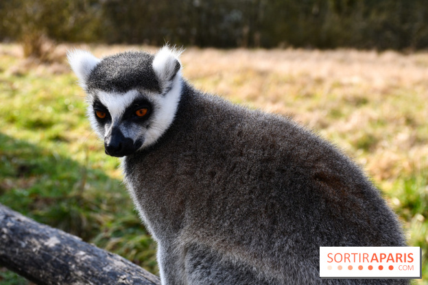 Lumigny Safari Reserve - nos photos - image00018
