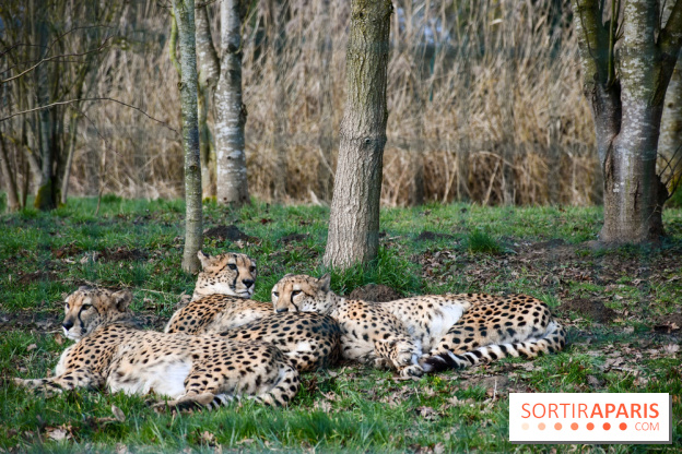 Lumigny Safari Reserve - nos photos - image00009