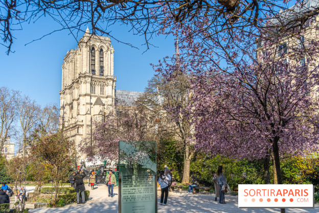 Le Square Viviani devant Notre-Dame de Paris