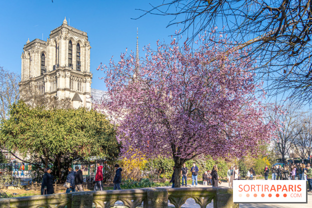 Le Square Viviani devant Notre-Dame de Paris