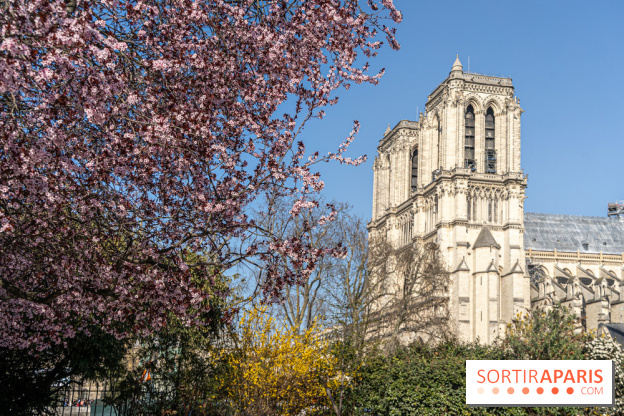 Le Square Viviani devant Notre-Dame de Paris