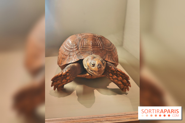 Déserts : l'exposition scientifique se dévoile au Muséum d'Histoire naturelle de Paris - fotor 1743502190807