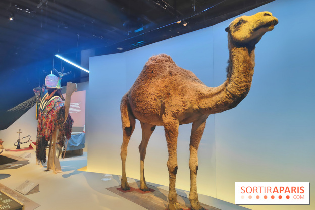 Déserts : l'exposition scientifique se dévoile au Muséum d'Histoire naturelle de Paris