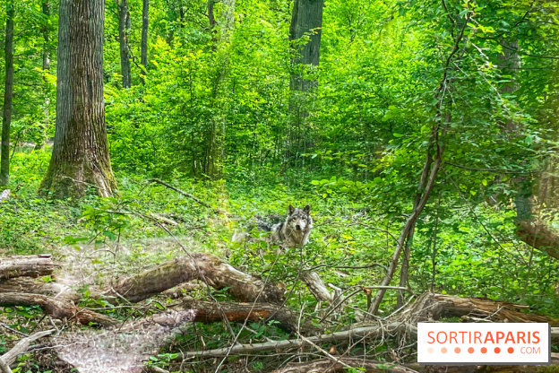 La Forêt des Loups - IMG 2091