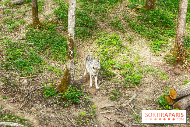 La Forêt des Loups