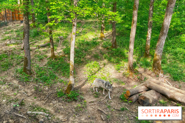 La Forêt des Loups - IMG 2106