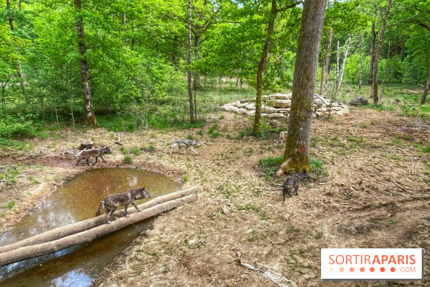 La Forêt des Loups