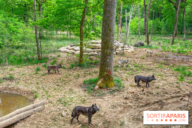 La Forêt des Loups