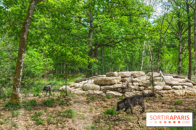 La Forêt des Loups - IMG 2114