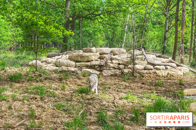 La Forêt des Loups - IMG 2121