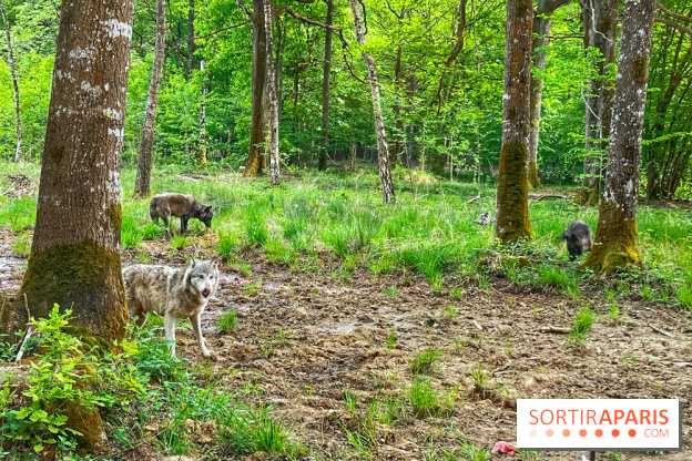 La Forêt des Loups - IMG 2127