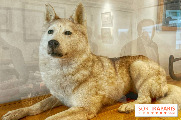 Collection dédié aux chiens