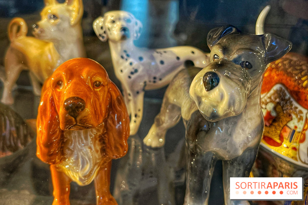 Collection dédié aux chiens
