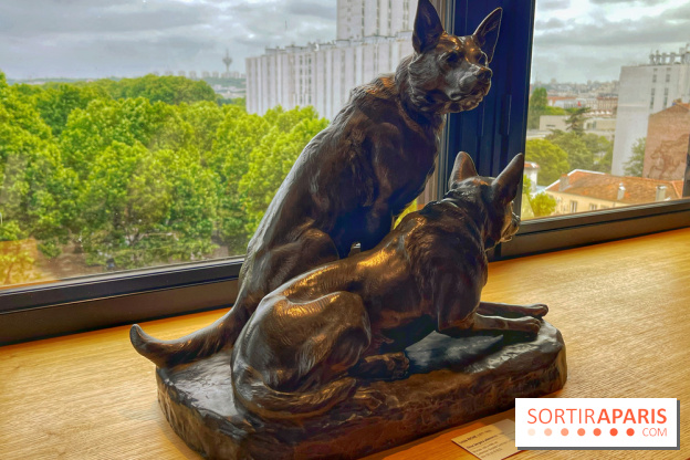 Collection dédié aux chiens - IMG 2317