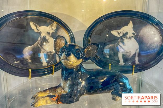 Collection dédié aux chiens