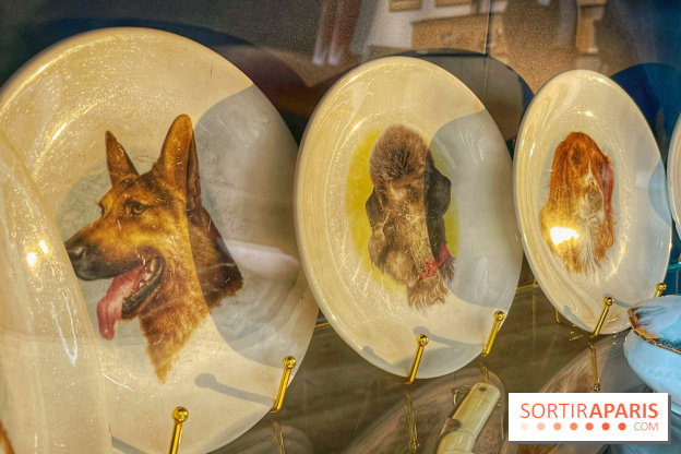 Collection dédié aux chiens