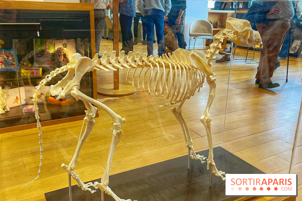 Collection dédié aux chiens - IMG 2324