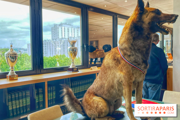 Collection dédié aux chiens - IMG 2325