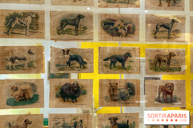 Collection dédié aux chiens