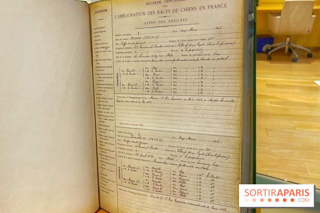 Collection dédié aux chiens - IMG 2328