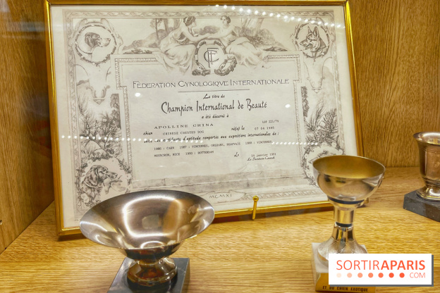 Collection dédié aux chiens - IMG 2329