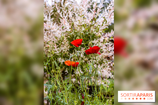 Les Jardins de Juliette à Elancourt  -  A7C5436