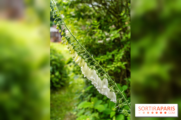 Les Jardins de Juliette à Elancourt  -  A7C5431