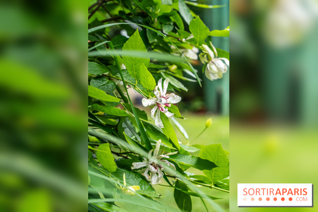 Les Jardins de Juliette à Elancourt  -  A7C5408