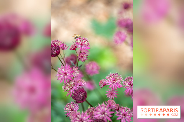 Le Jardin des Aubépines a Auffargis  - A7C01452