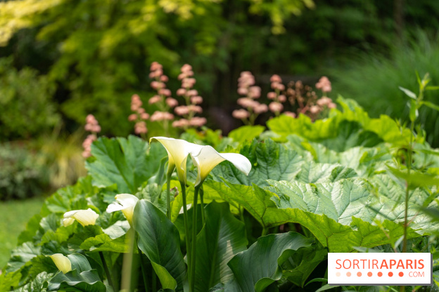 Le Jardin des Aubépines a Auffargis  - A7C01439