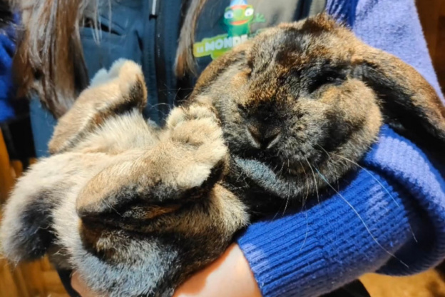 Le Monde de Noé : L’expérience immersive sur le monde animal 