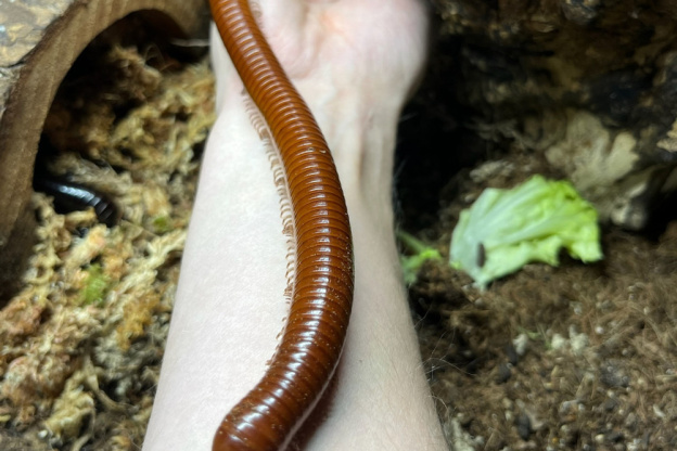 Le Monde de Noé : L’expérience immersive sur le monde animal 