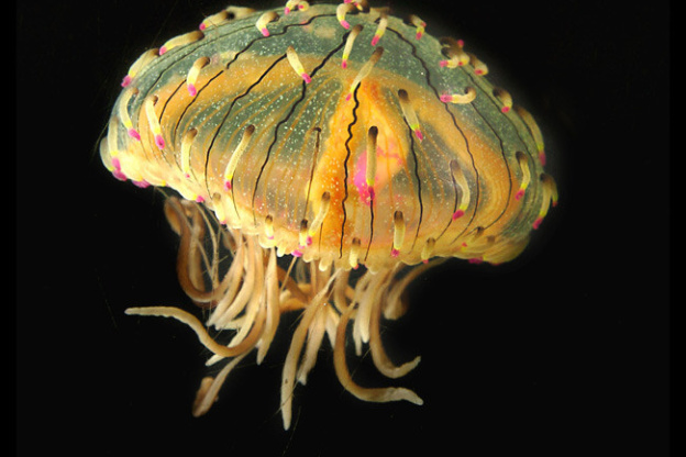 Disco Méduses à l'Aquarium Sea Life