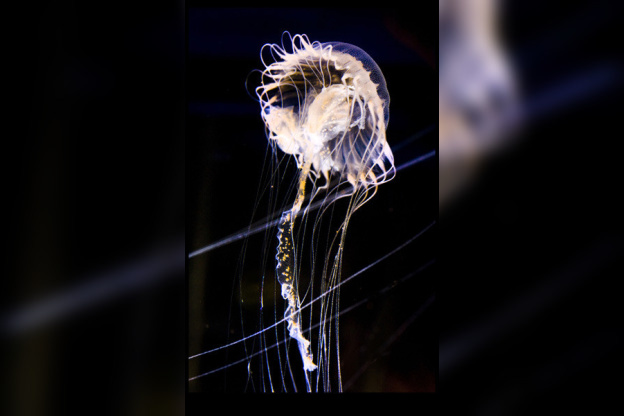 Disco Méduses à l'Aquarium Sea Life