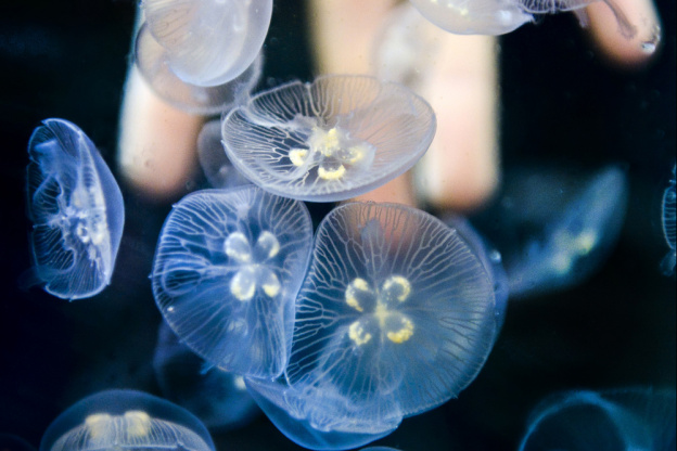 Disco Méduses à l'Aquarium Sea Life