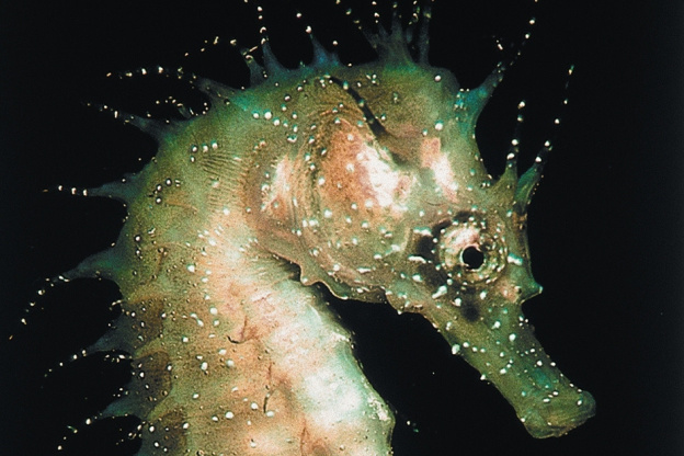 Disco Méduses à l'Aquarium Sea Life