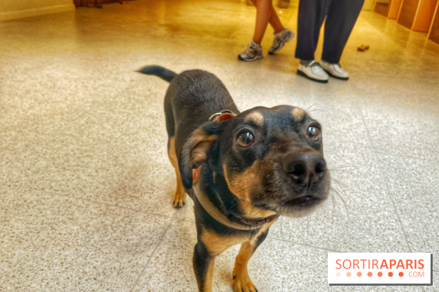 The Dogry - IMG 3578