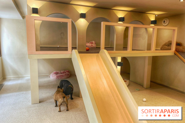 The Dogry - IMG 3591